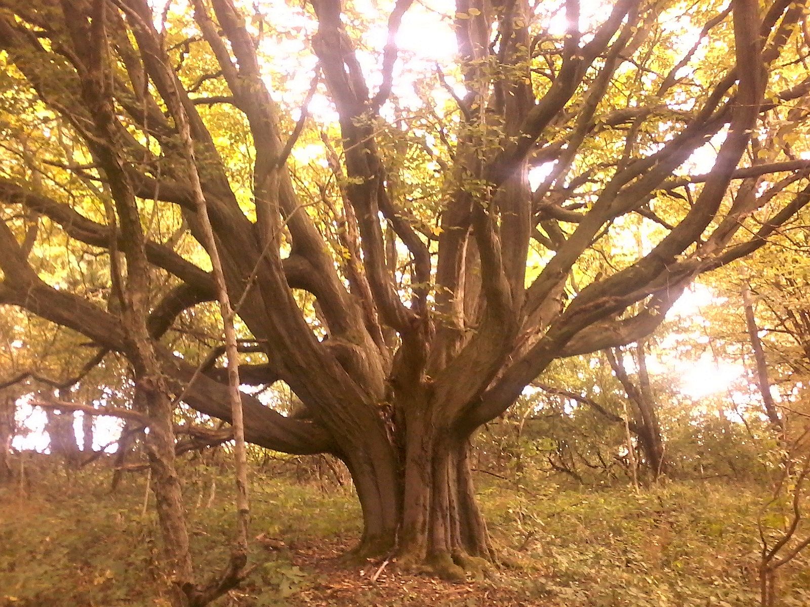 Carpinus betulus - Bodenstein - 2020