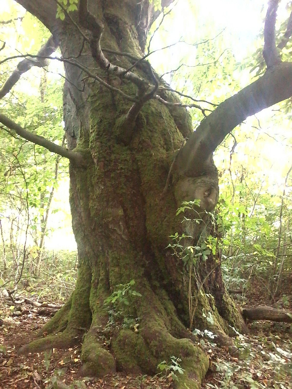 Fagus sylvatica - Bodenstein - 2020
