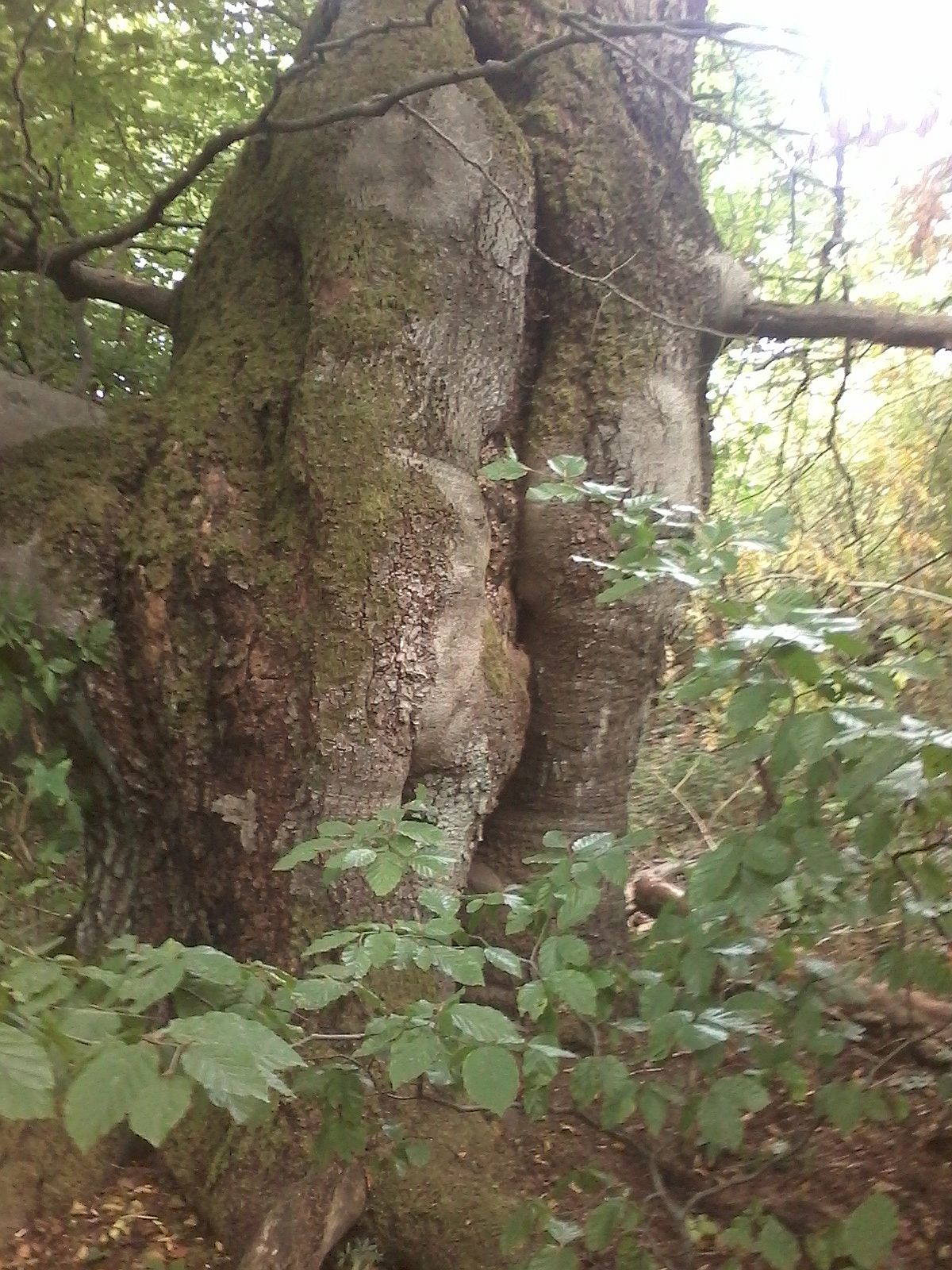 Fagus sylvatica - Bodenstein - 2020