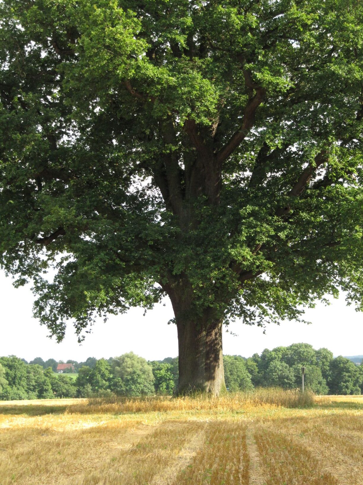 Stiel-Eiche - Wehringdorf - Juli 2021