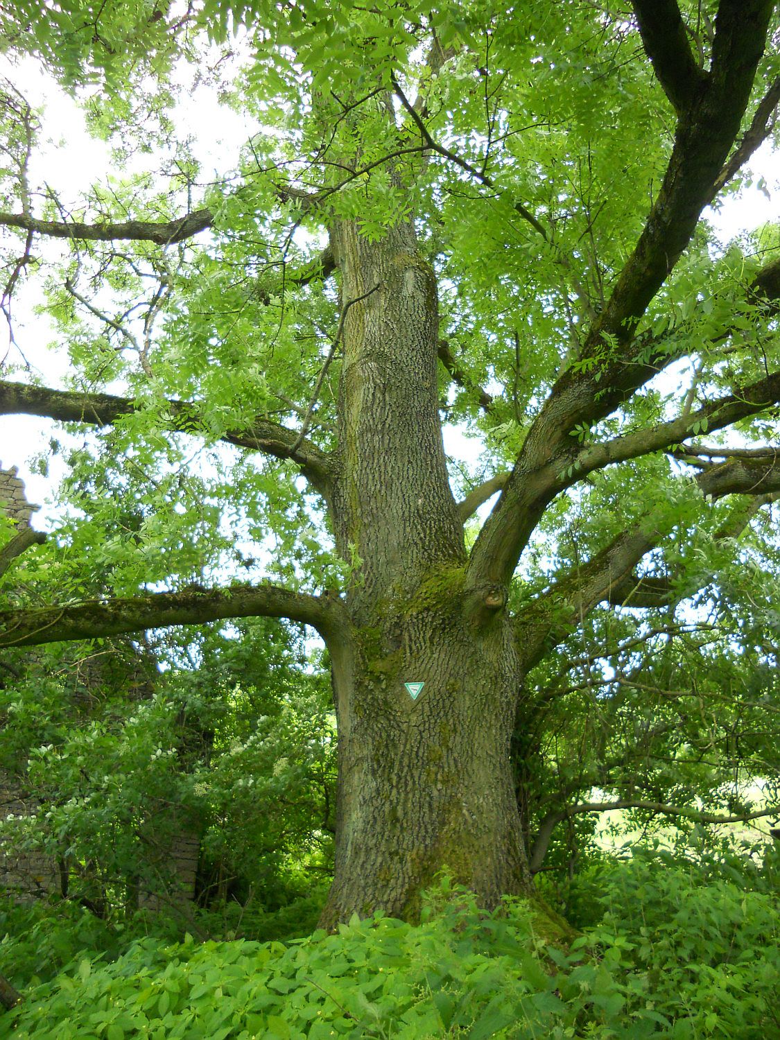 Fraxinus excelsior - Bielefeld-Ubbedissen