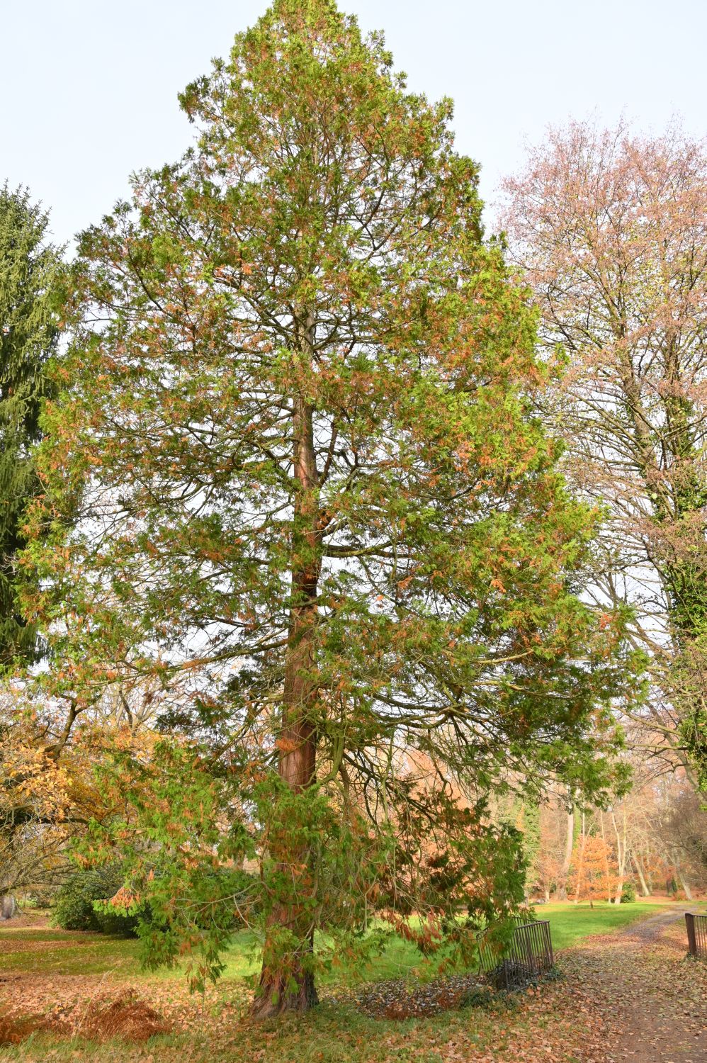 Chamaecyparis pisifera - Altdöbern - 2020