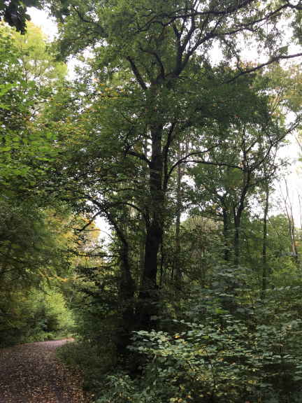 Carpinus betulus - Hämelerwald - 2020