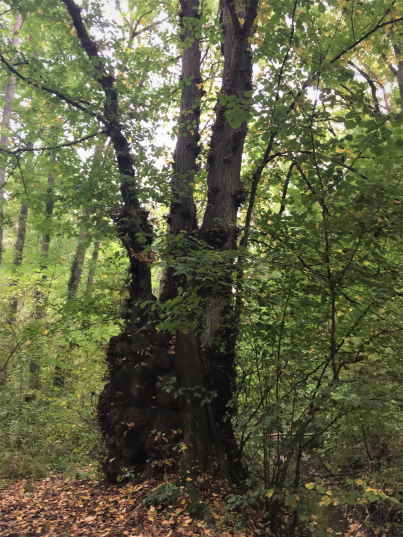 Carpinus betulus - Hämelerwald - 2020