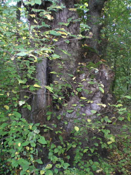 Carpinus betulus - Hämelerwald - 2020