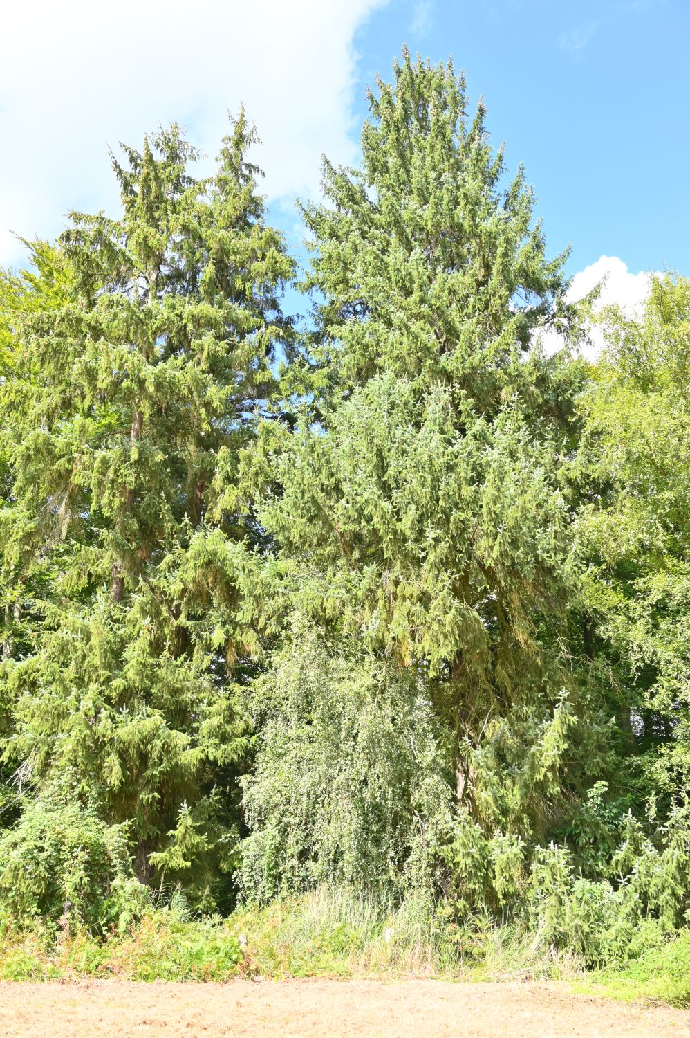 Picea sitchensis - Gadow - 2020