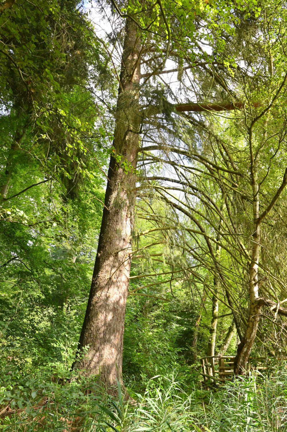 Picea sitchensis - Gadow - 2020