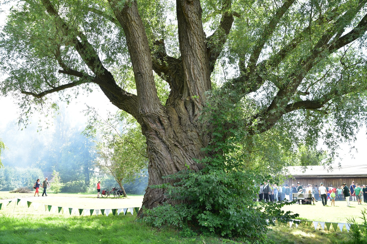 Salix alba - Teupitz - 2017
