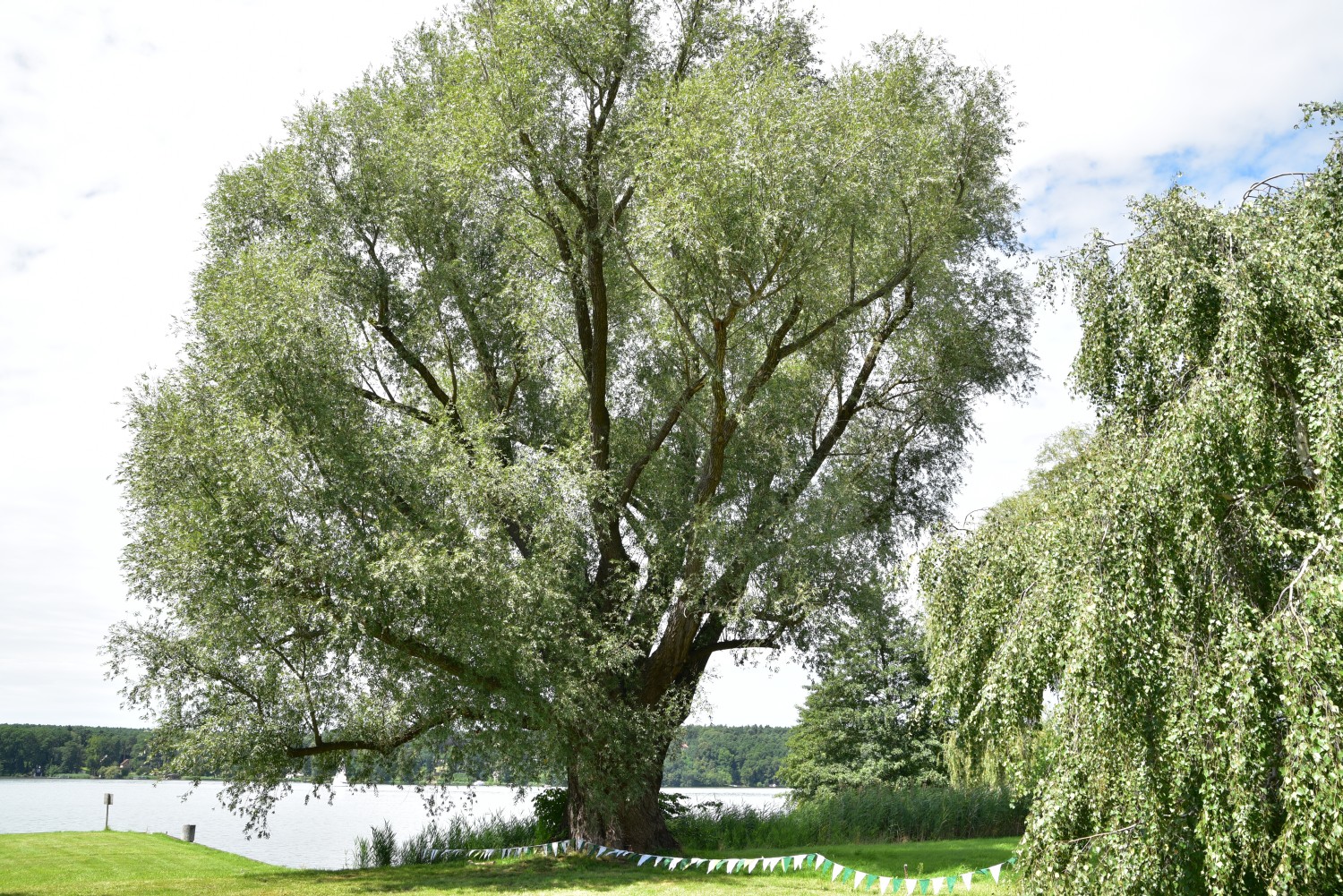 Salix alba - Teupitz - 2017