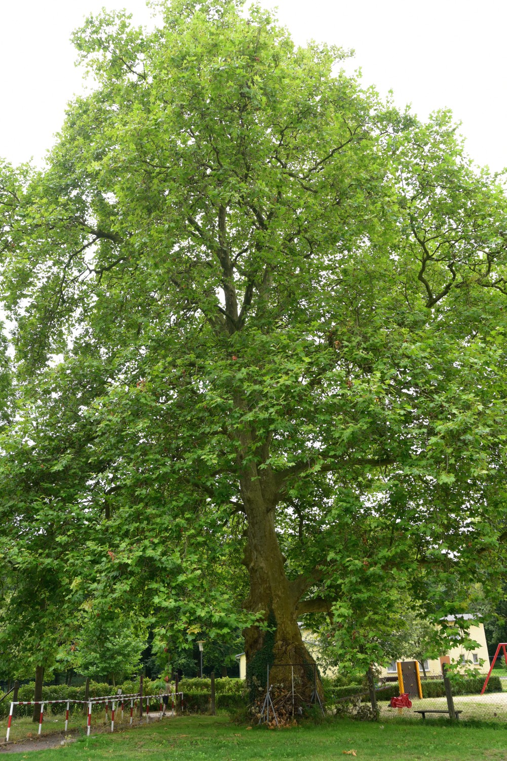 Platanus × hispanica - Kläden - 2015