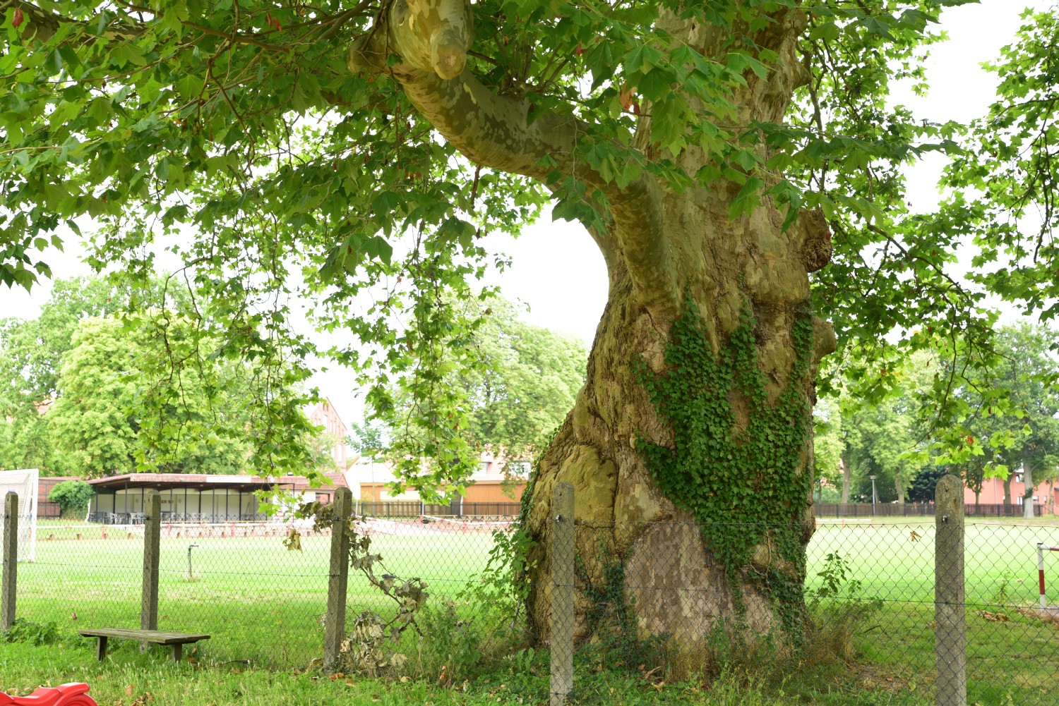 Platanus × hispanica - Kläden - 2015