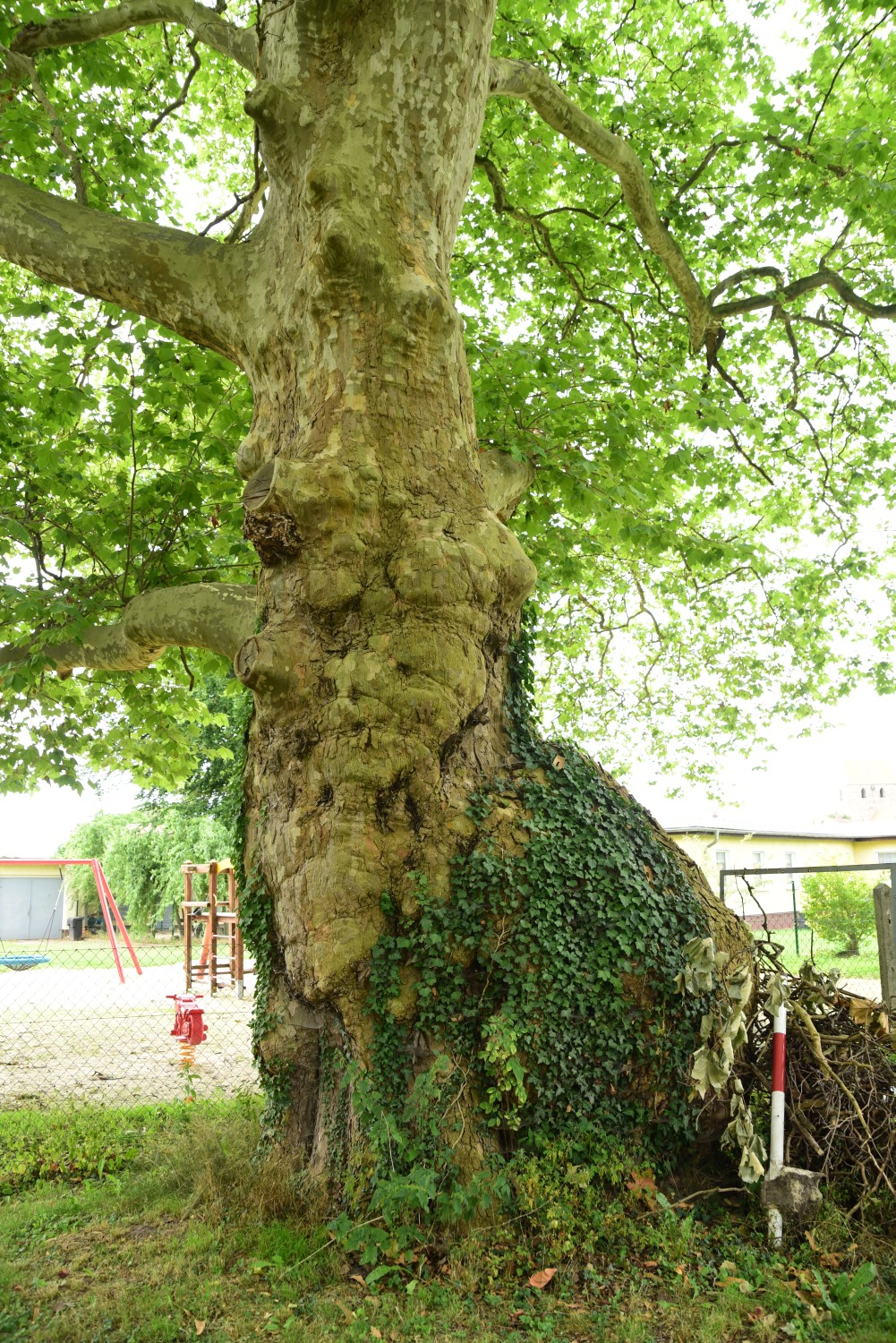 Platanus × hispanica - Kläden - 2015