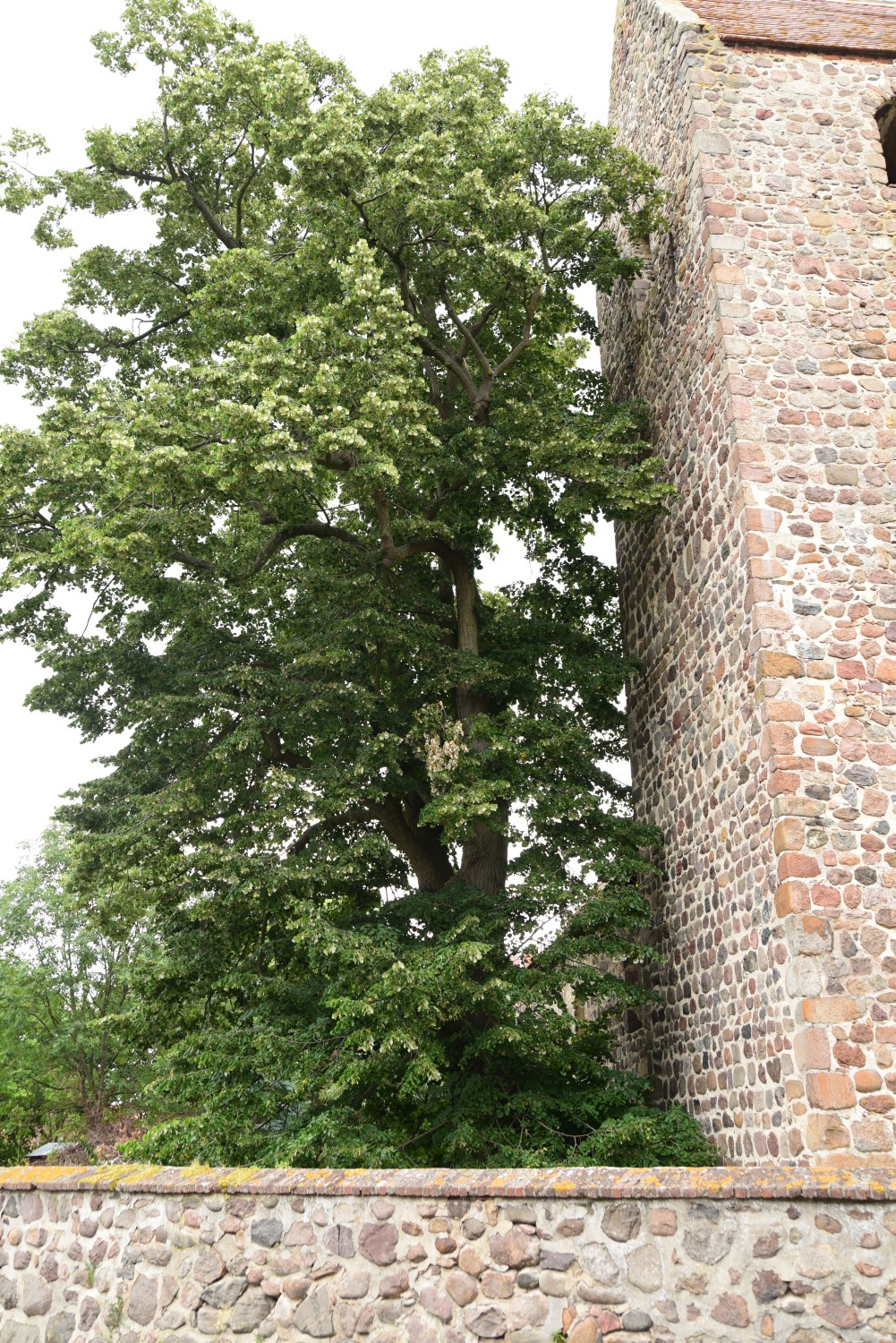 Tilia tomentosa - Kläden - 2015