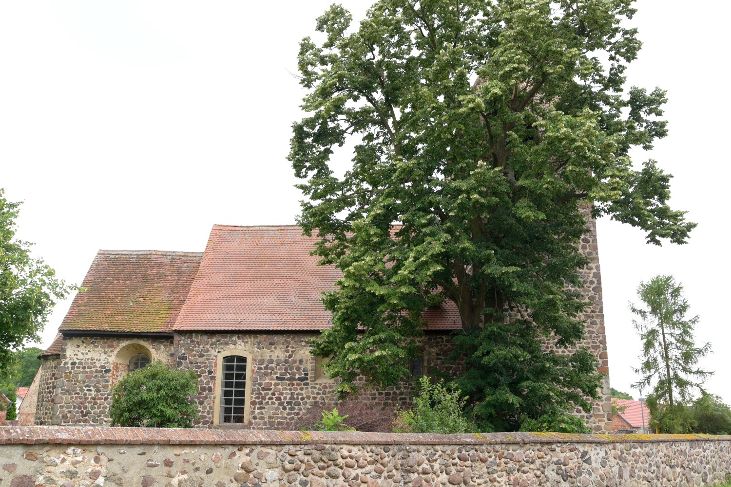 Tilia tomentosa - Kläden - 2015