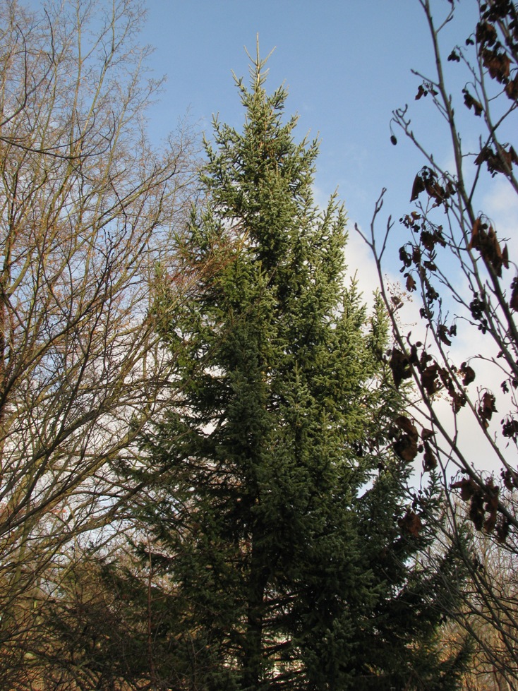Picea obovata f. glaucescens - Jena, Botanischer Garten - 2020