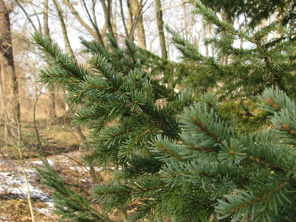 Picea obovata f. glaucescens - Jena, Botanischer Garten - 2020