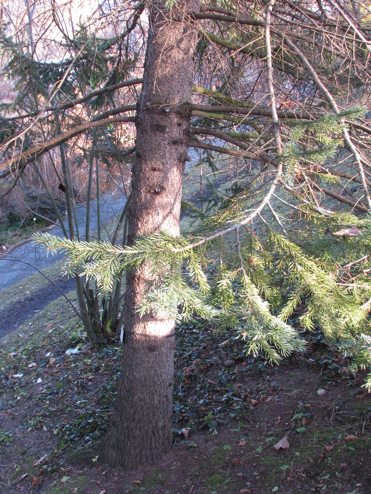 Picea obovata f. glaucescens - Jena, Botanischer Garten - 2020