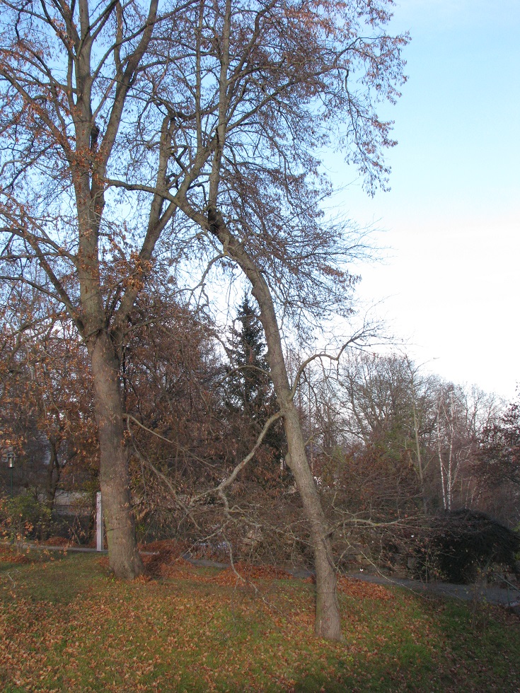 Sorbus hybrida - Jena, Botanischer Garten - 2020