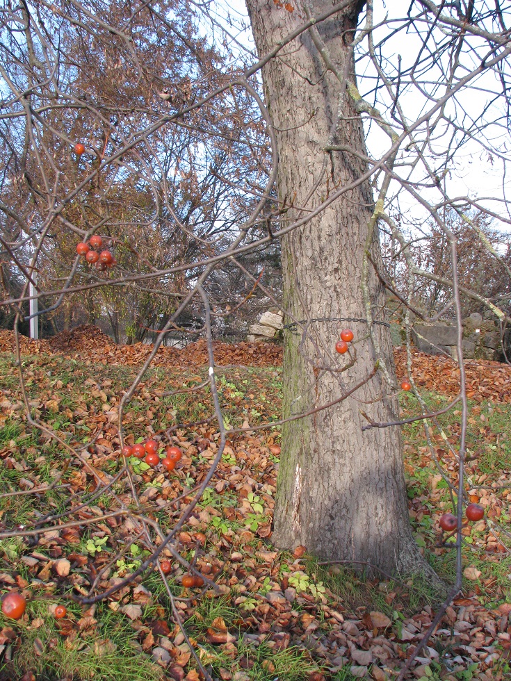 Sorbus hybrida - Jena, Botanischer Garten - 2020