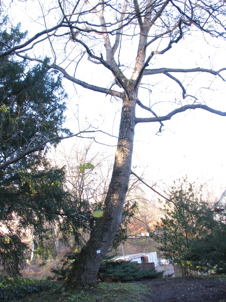 Pterocarya × rhederiana - Jena, Botanischer Garten - 2020
