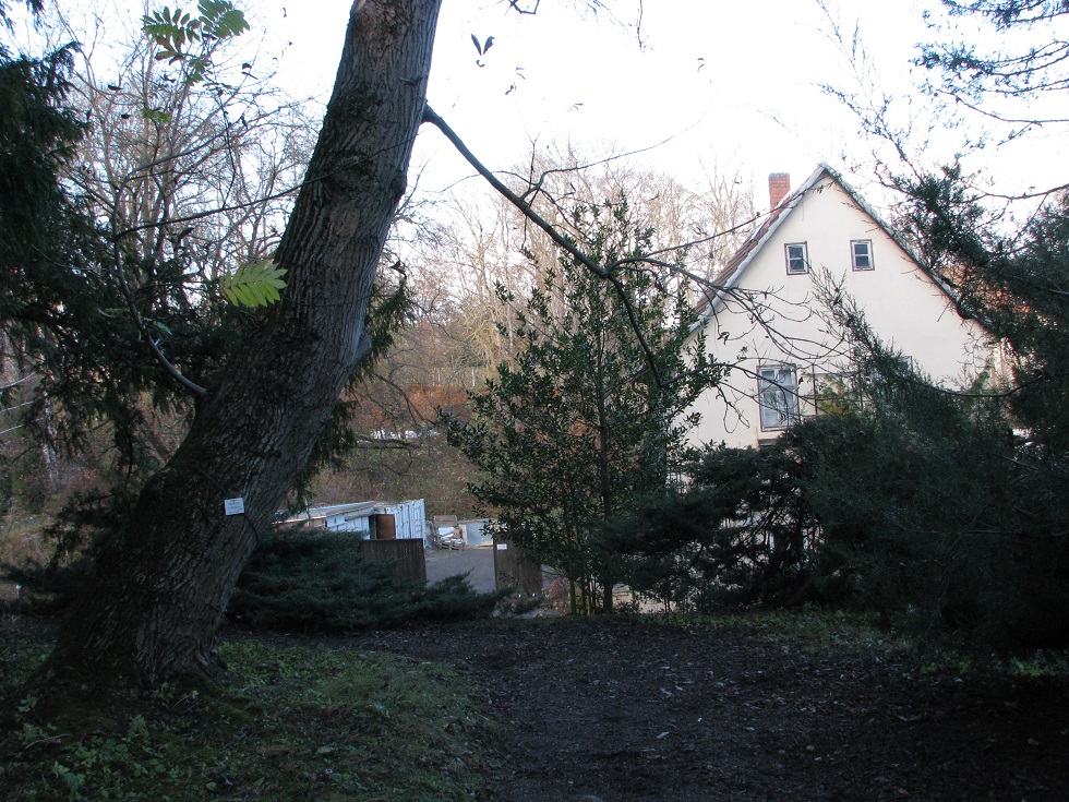 Pterocarya × rhederiana - Jena, Botanischer Garten - 2020