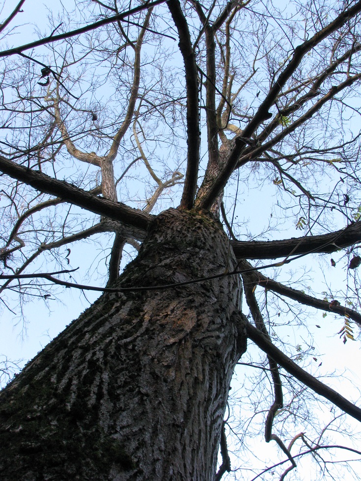 Pterocarya × rhederiana - Jena, Botanischer Garten - 2020
