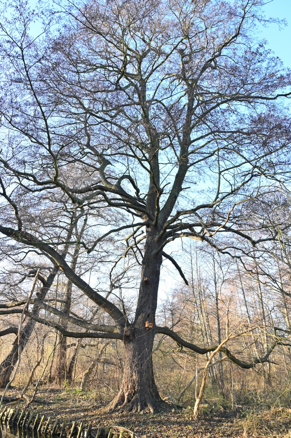 Alnus glutinosa - Berlin, Erpetal - 2020