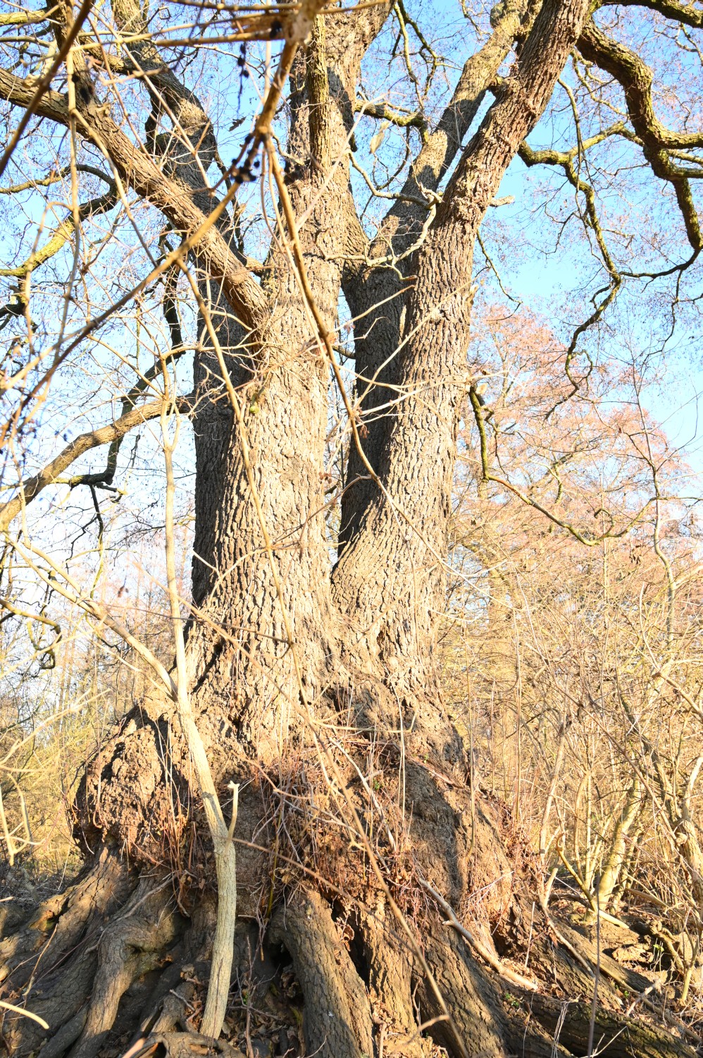 Alnus glutinosa - Berlin, Erpetal - 2020