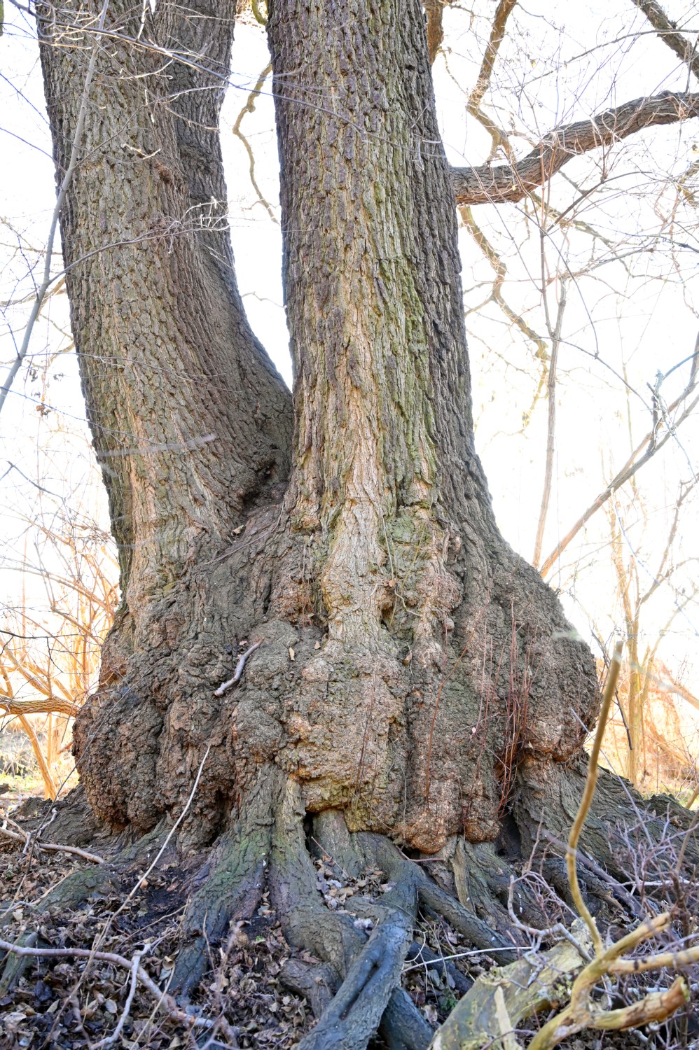 Alnus glutinosa - Berlin, Erpetal - 2020