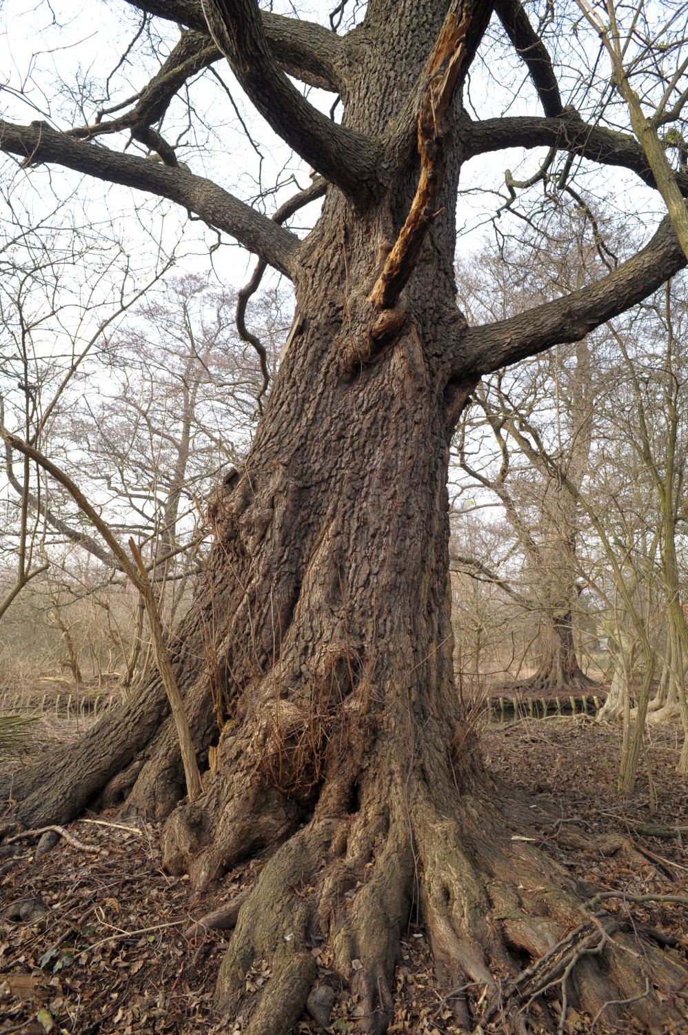 Alnus glutinosa - Berlin, Erpetal - 2015