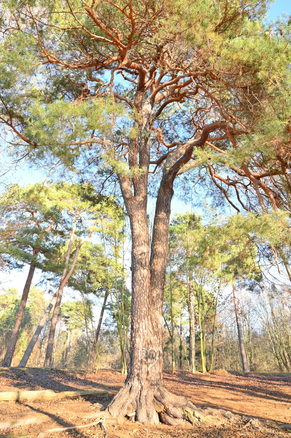 Pinus sylvestris - Berlin, Kamerun - 2020