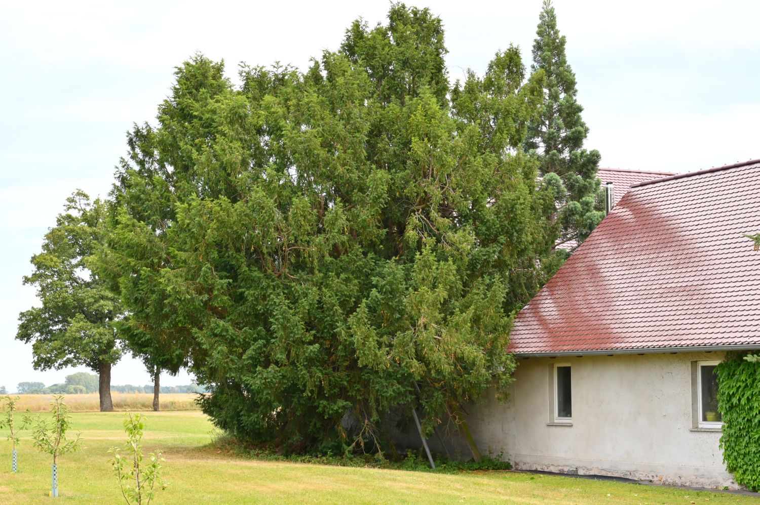 Taxus baccata - Arenzhain - 2020