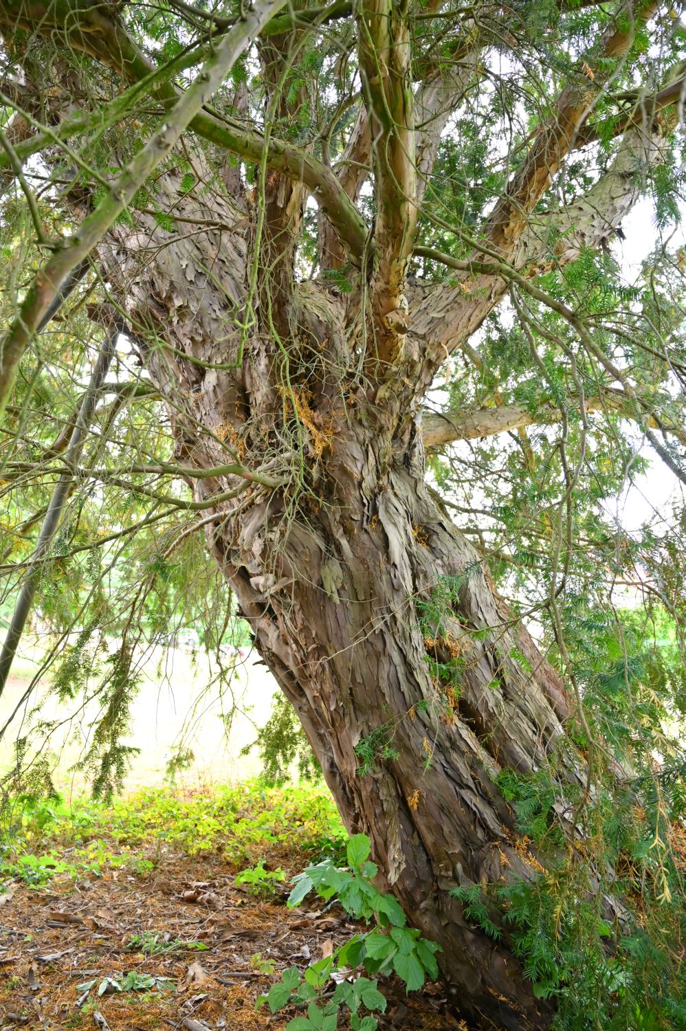 Taxus baccata - Arenzhain - 2020