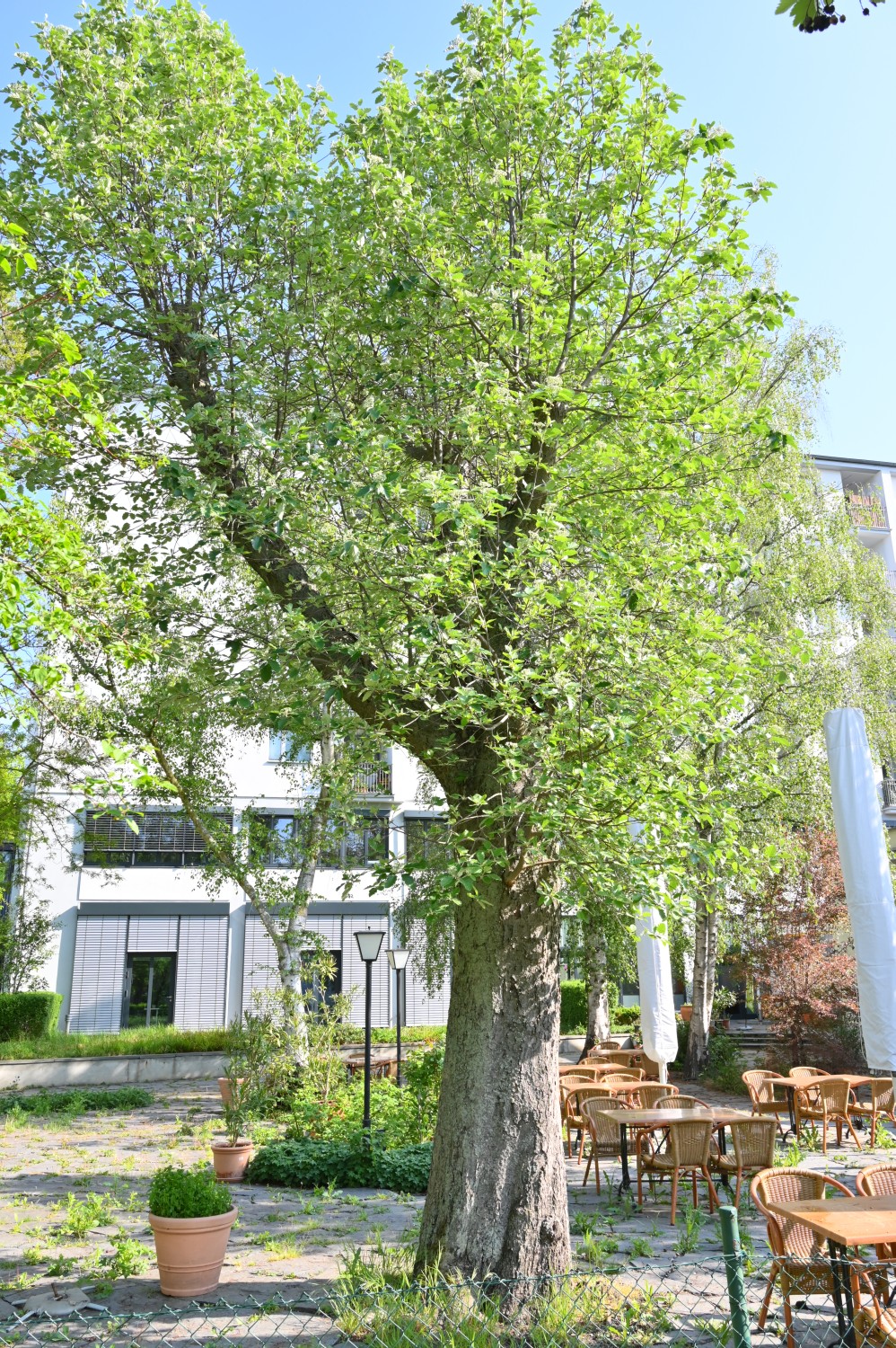 Sorbus intermedia - Berlin Schöneberg - Mai 2020
