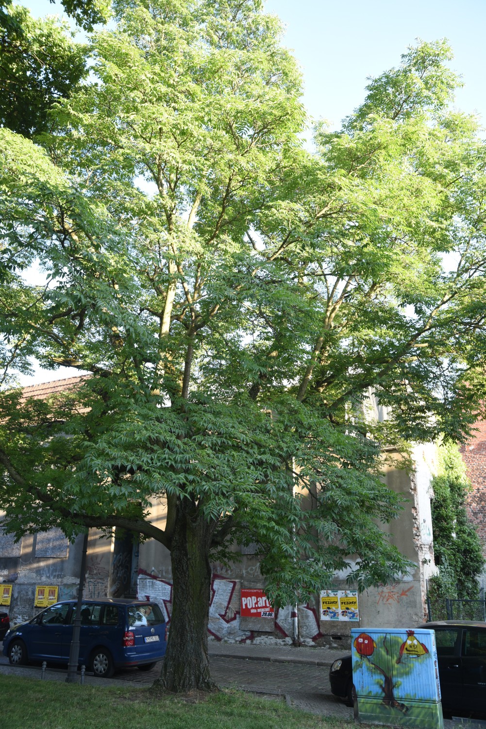 Phellodendron amurense - Berlin Köpenick - 2019