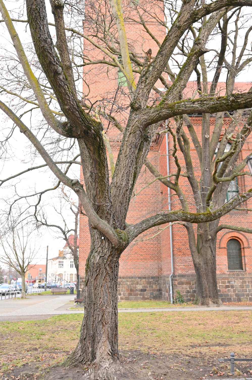 Phellodendron amurense - Berlin Köpenick - 2020