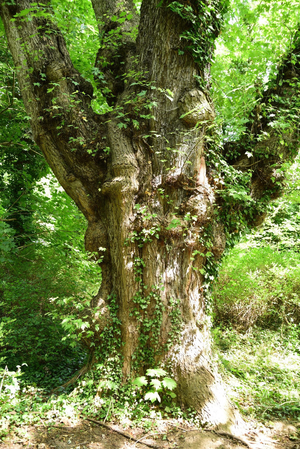 Silberahorn - Kalbe - August 2015