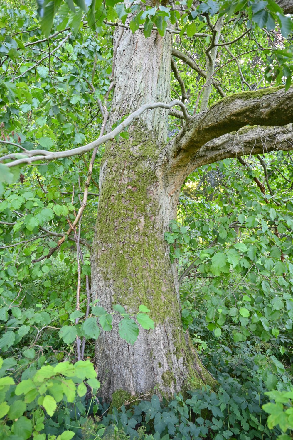 Alnus incana - Rattey - 2020