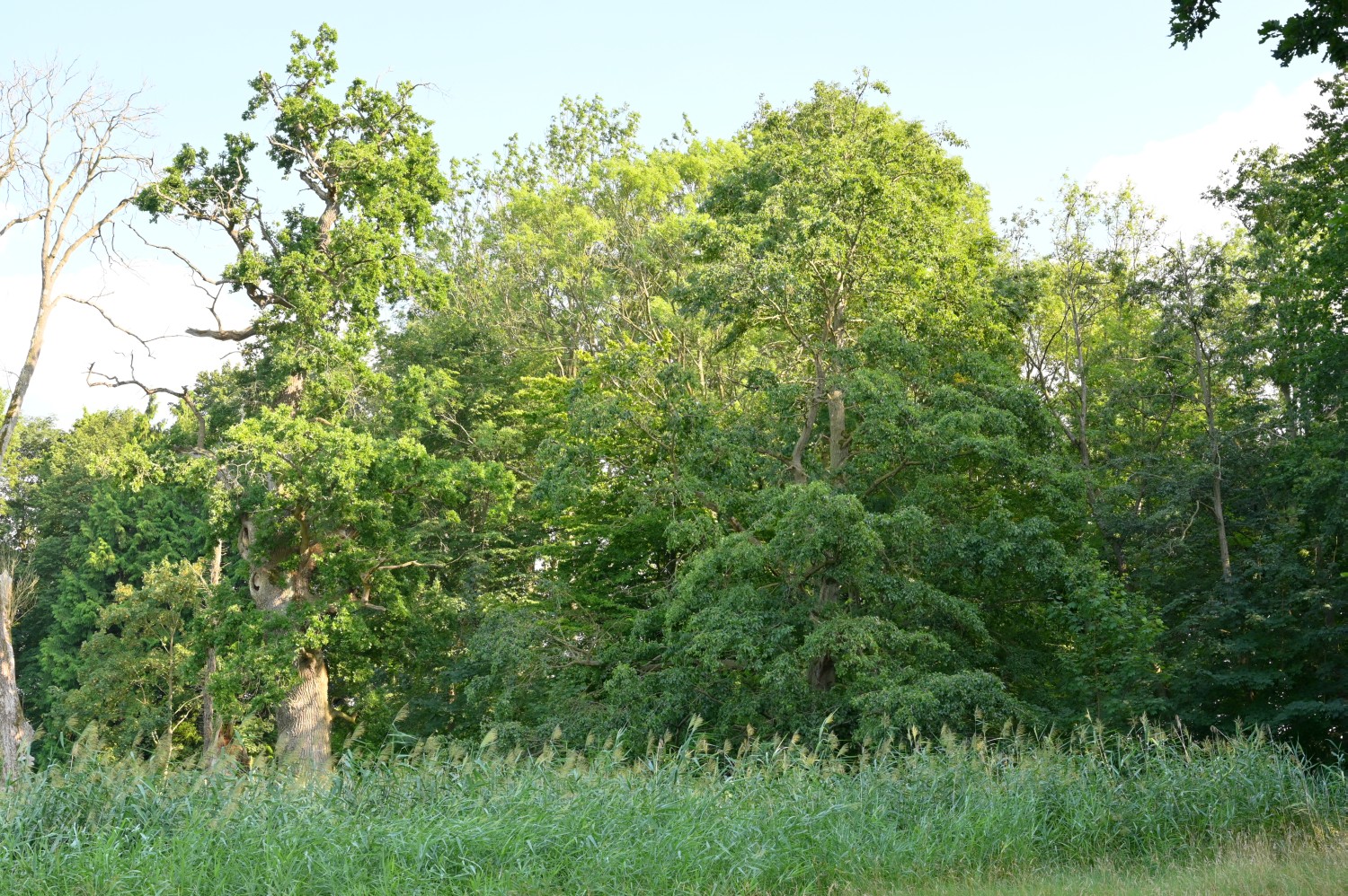 Alnus incana - Rattey - 2020