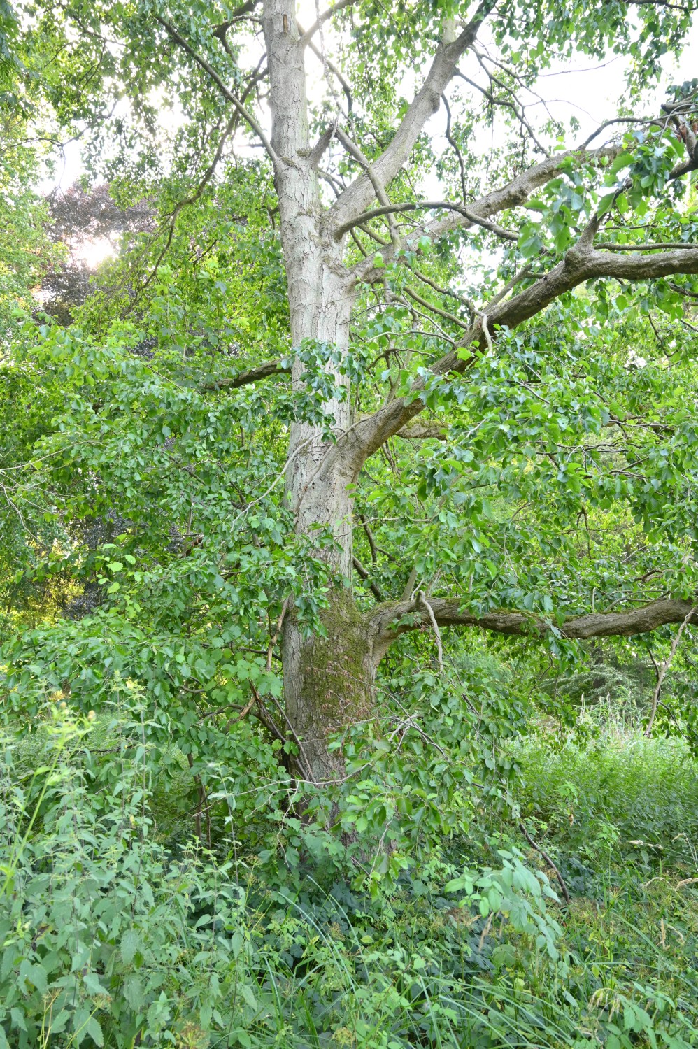 Alnus incana - Rattey - 2020