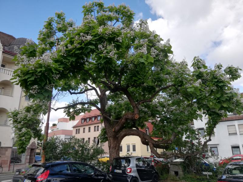 Catalpa speciosa - Nürnberg-Mögeldorf - 2020