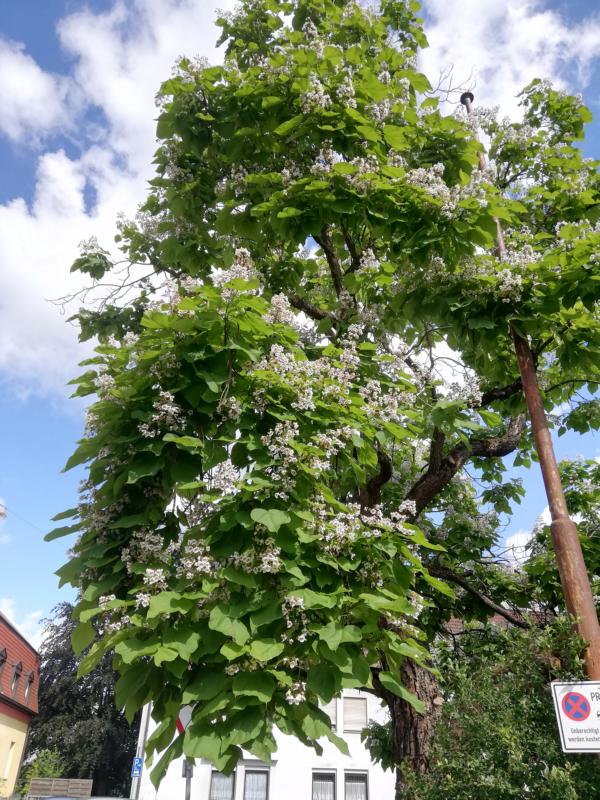 Catalpa speciosa - Nürnberg-Mögeldorf - 2020