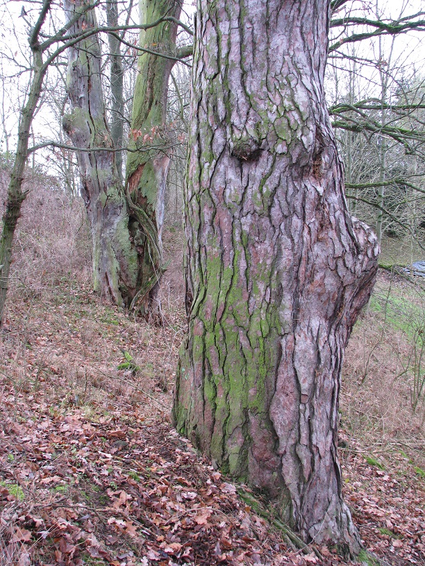Wald-Kiefer - Clöswitz - 2020 - abgesägter Starkast, im Hintergrund zweite sehr starke abgestorbene Pinus sylvestris