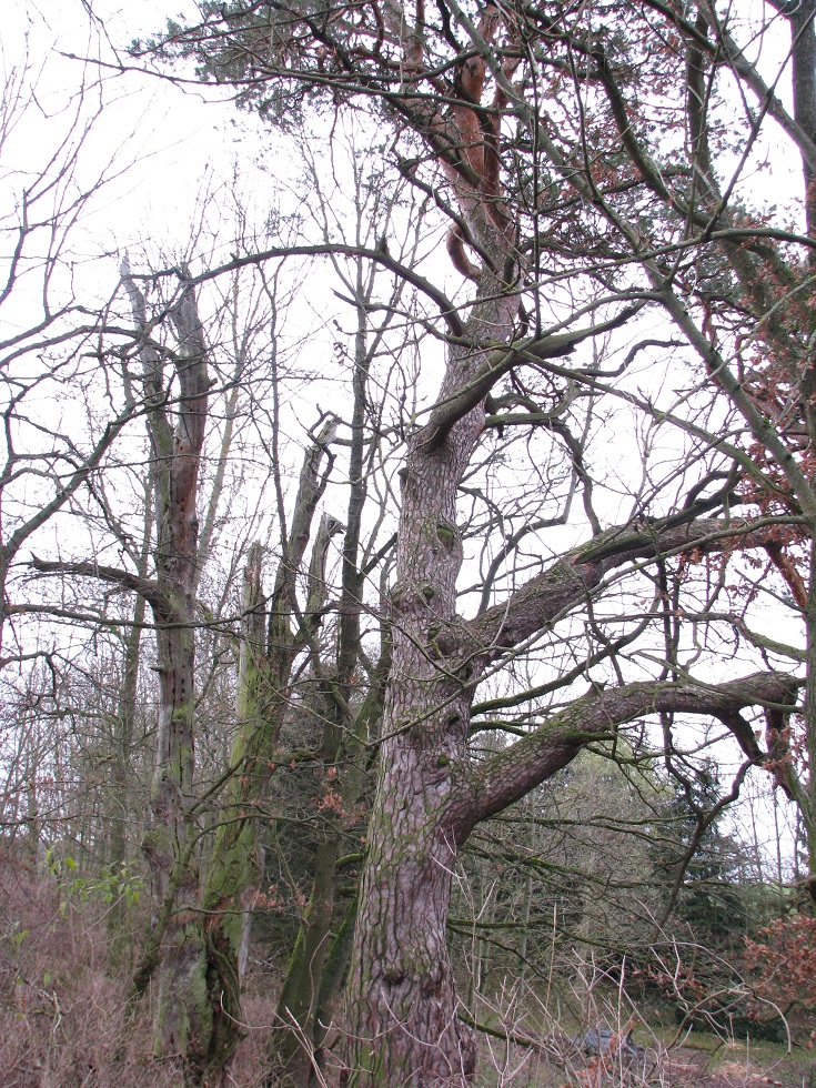 Wald-Kiefer - Clöswitz - 2020