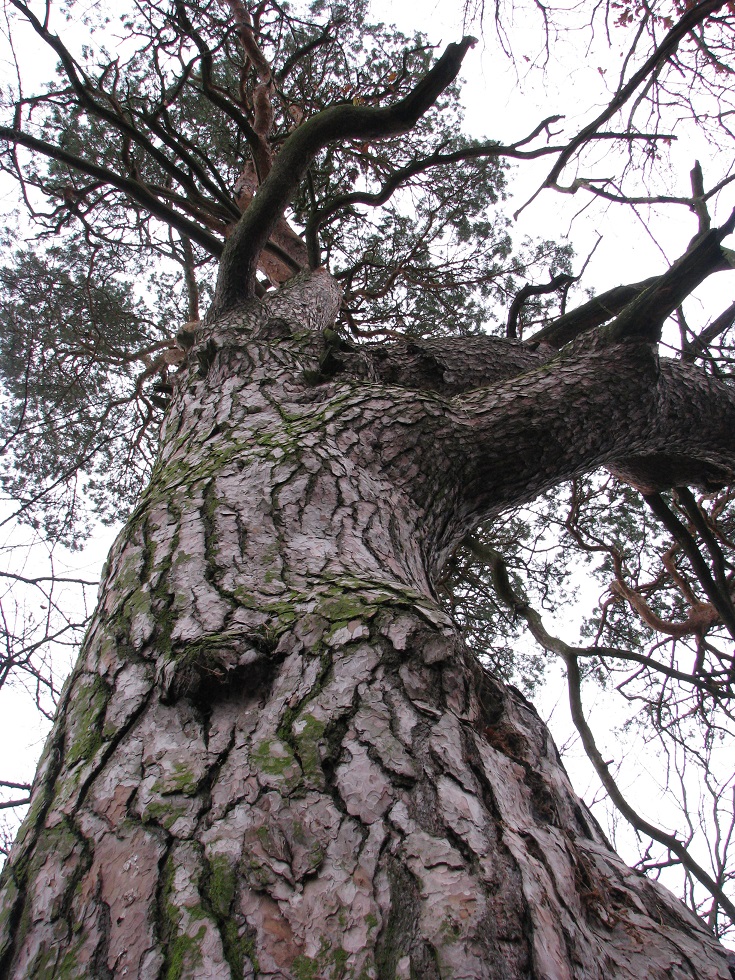 Wald-Kiefer - Clöswitz - 2020