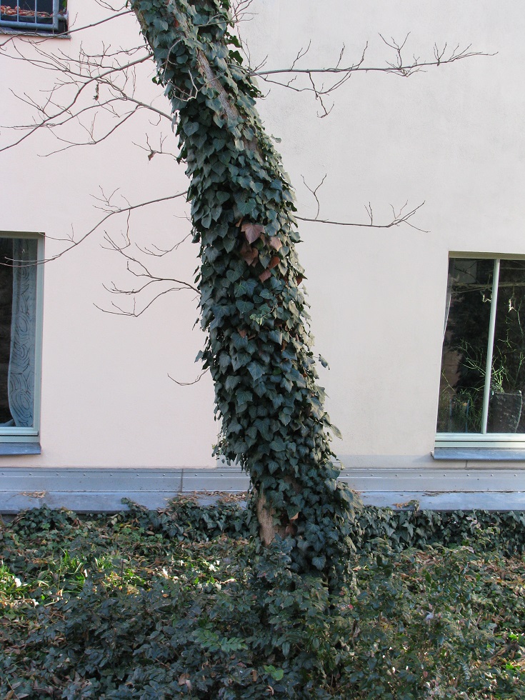 Broussonetia papyrifera - Jena - 2020