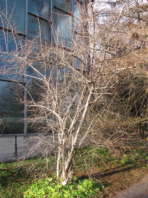 Rosa roxburghii - Jena, Botanischer Garten - 2020