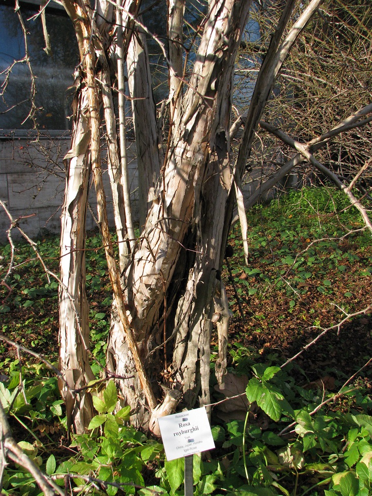 Rosa roxburghii - Jena, Botanischer Garten - 2020
