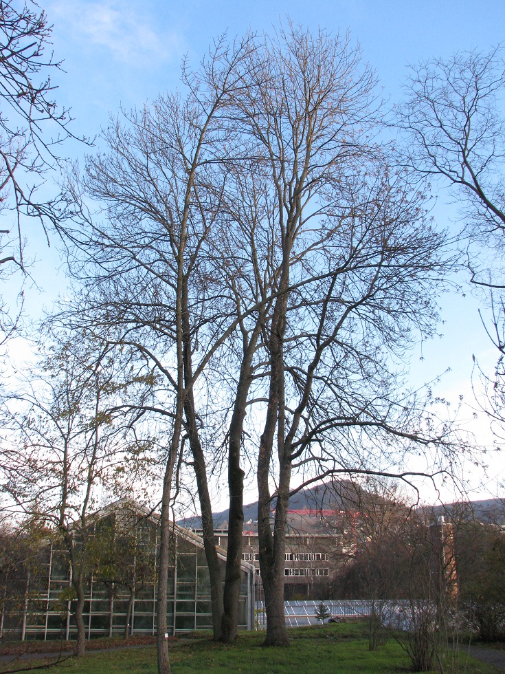 Fraxinus pallisae- Jena, Botanischer Garten - 2020