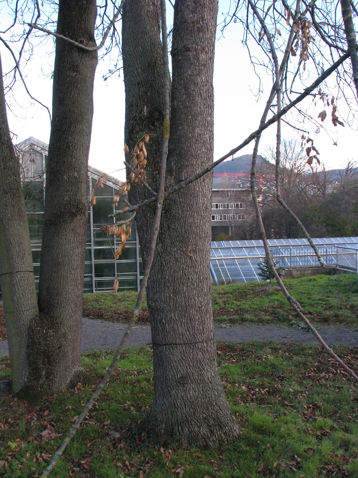 Fraxinus pallisae- Jena, Botanischer Garten - 2020